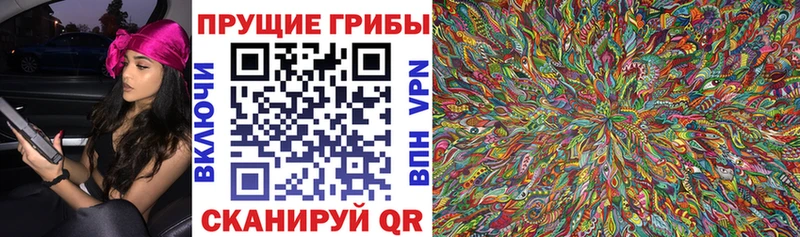купить наркотики цена  Шилка  KRAKEN ССЫЛКА  Псилоцибиновые грибы Psilocybe 